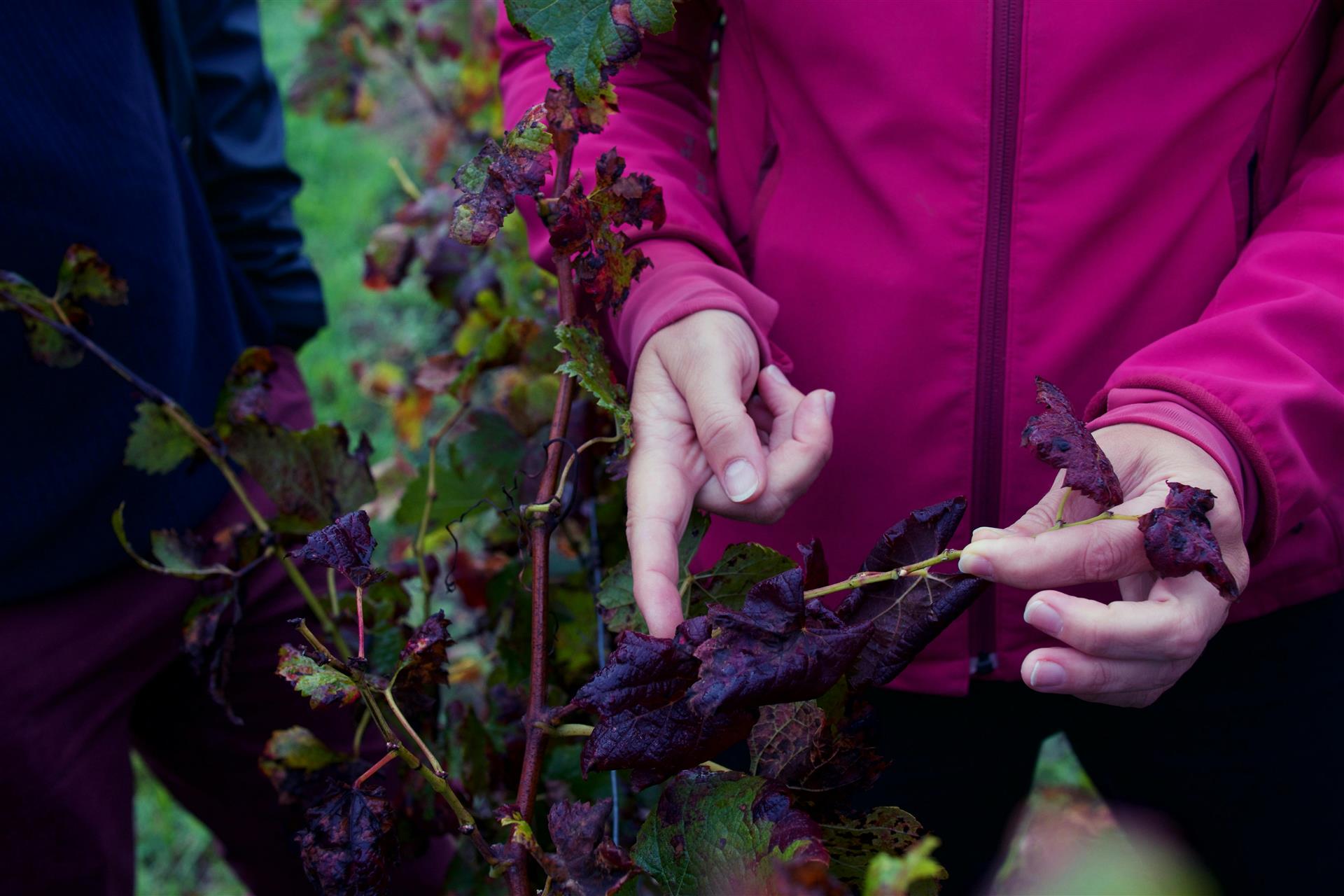 Healthy grape bunches in vineyard