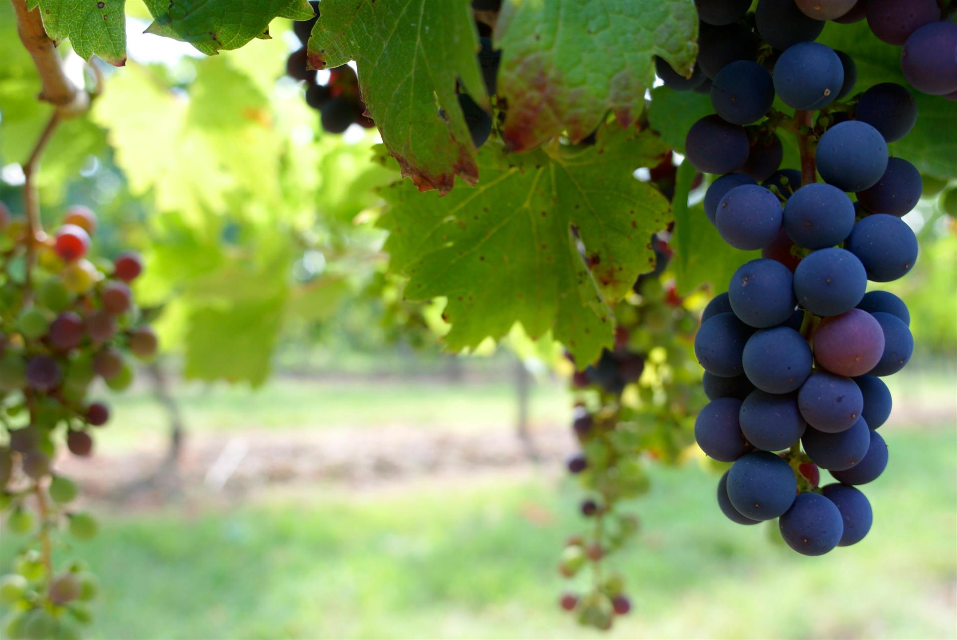 Grapevine inspection in the field